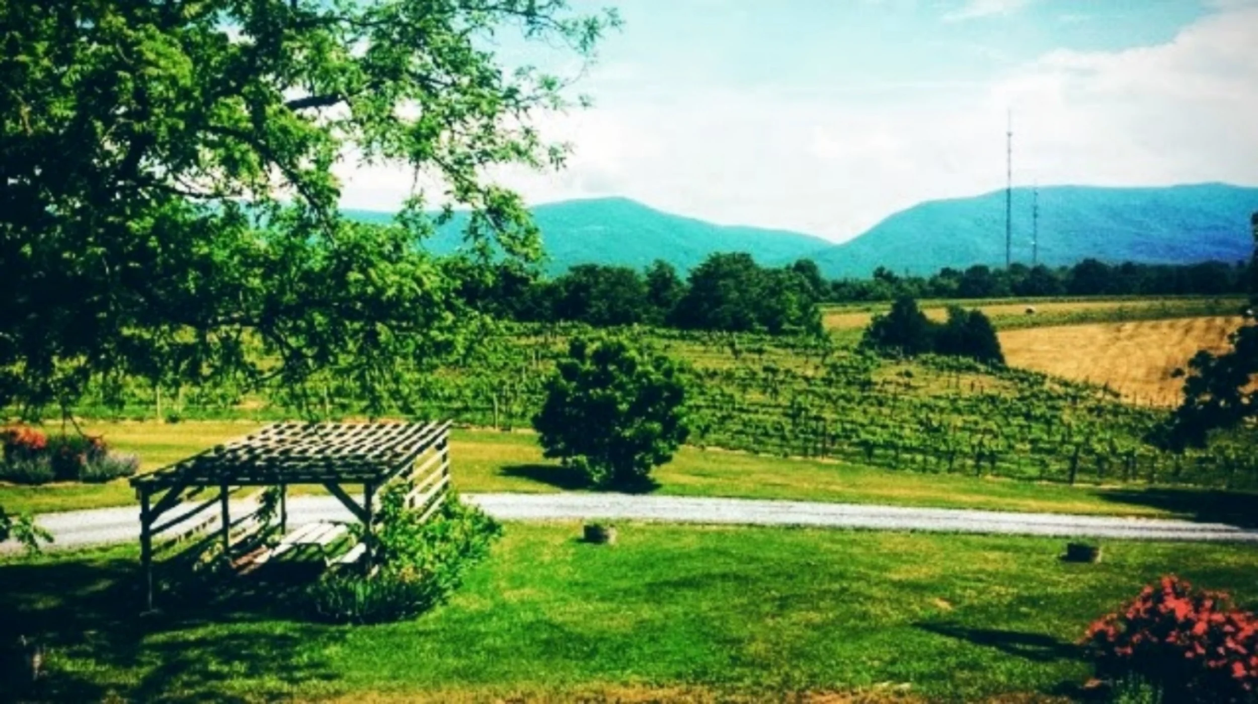 Vineyard1.jpg