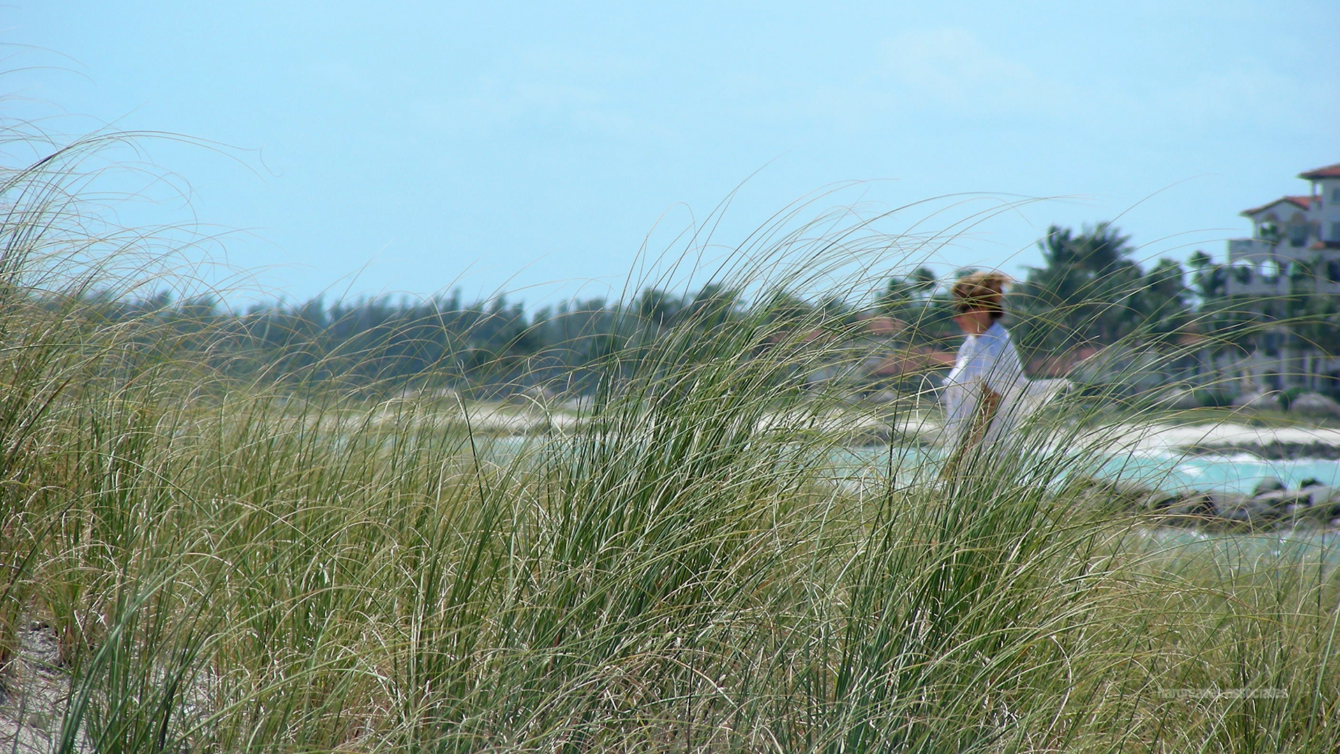 SPP_dunegrass.jpg