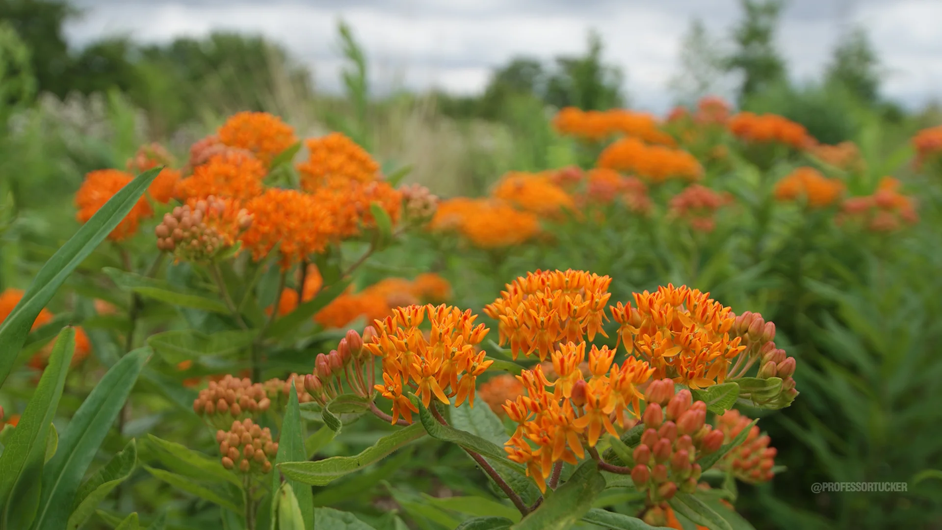2013_0608_Washington Ave Green_143.jpg