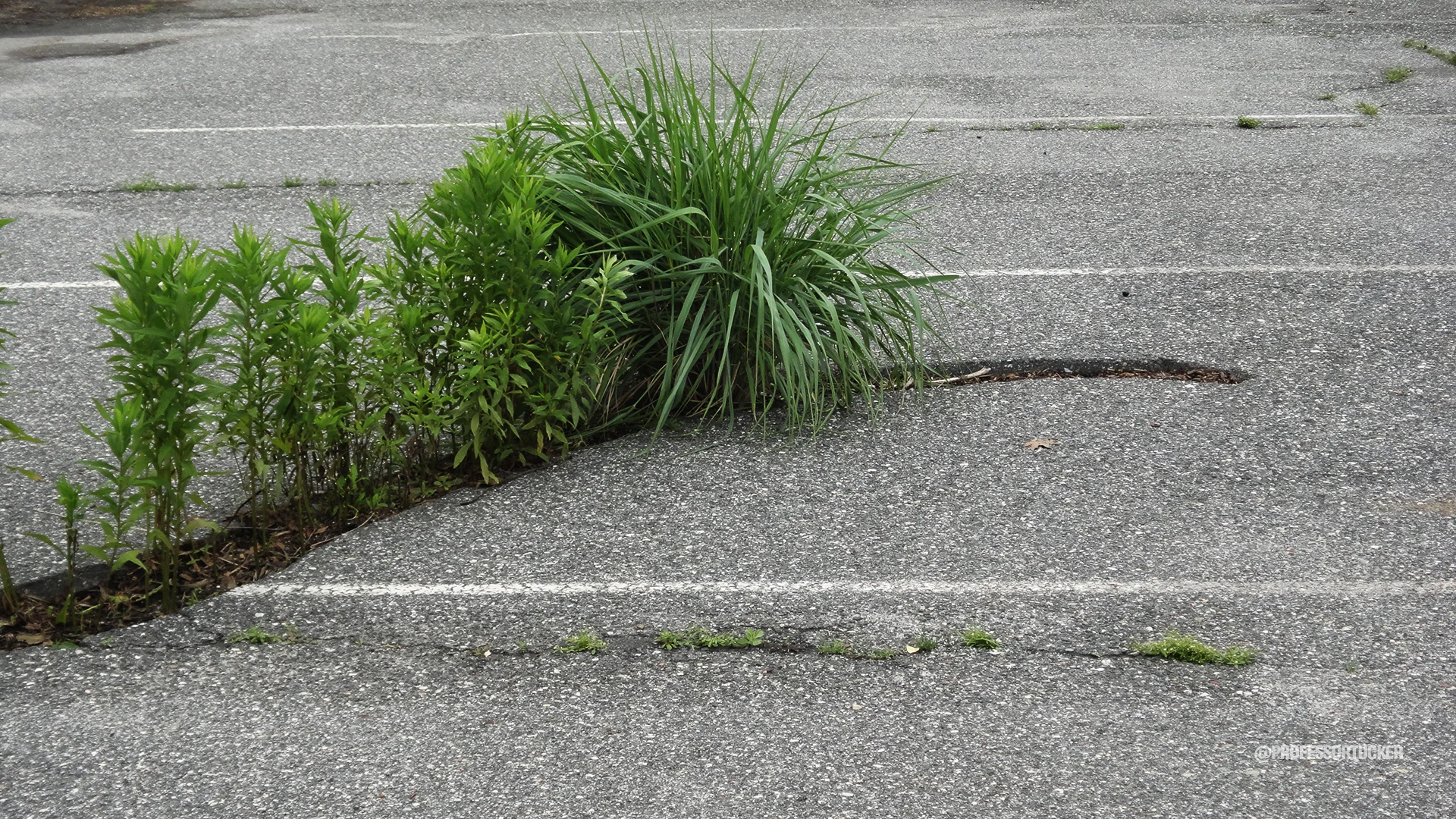 2013_0608_Washington Ave Green_0164.jpg