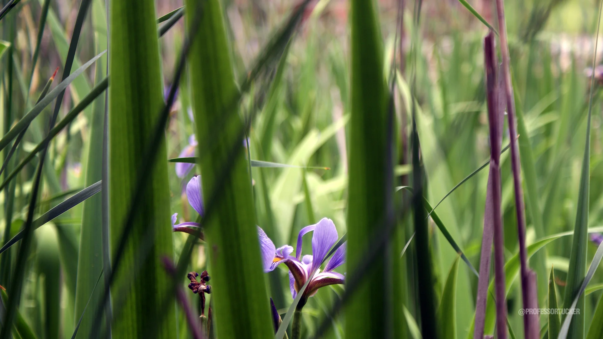 2013_Rock Island Sylvan Slough Natural Area__0298.jpg