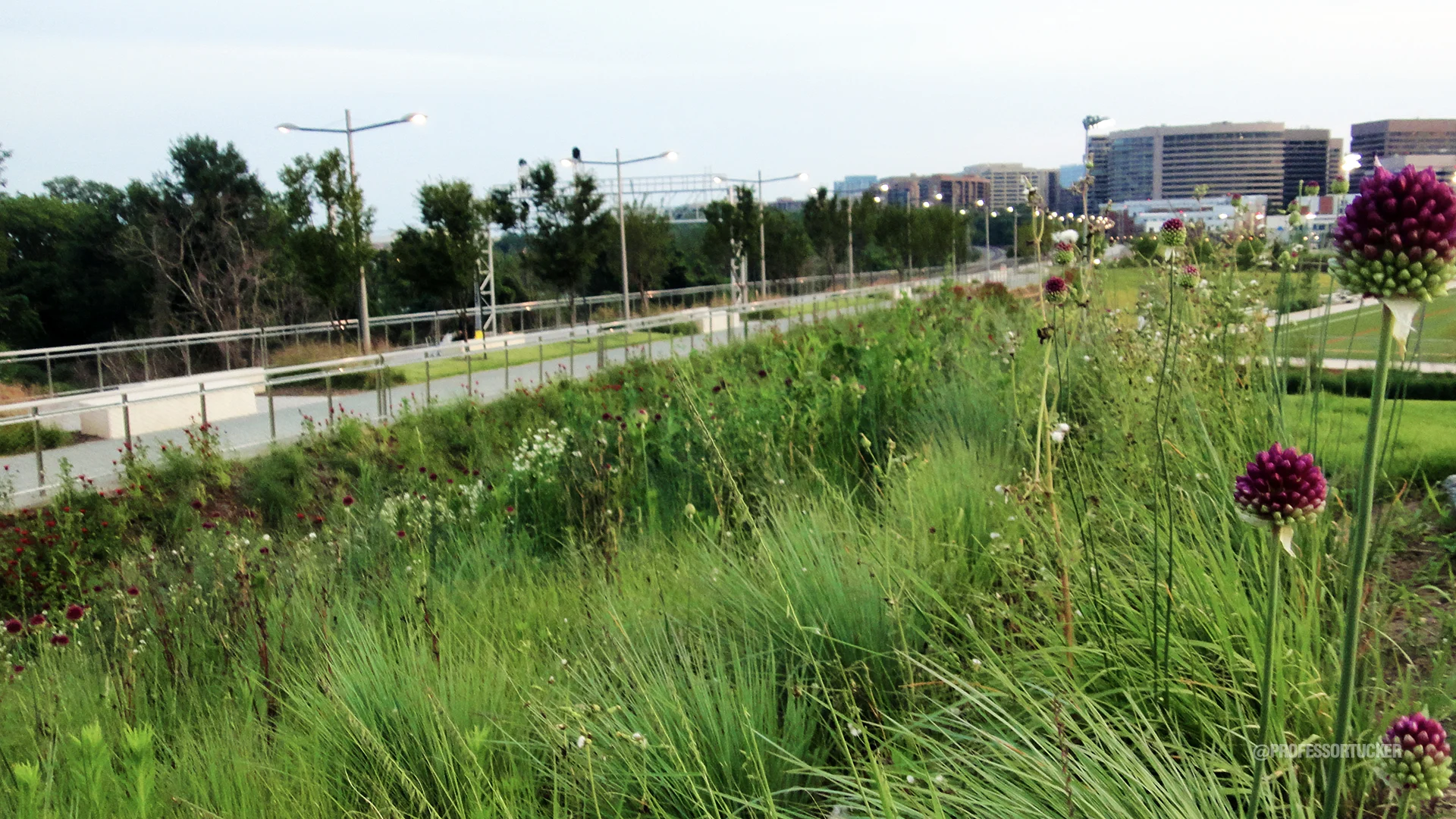 2013_0612 DC Long Bridge Park_0530.jpg