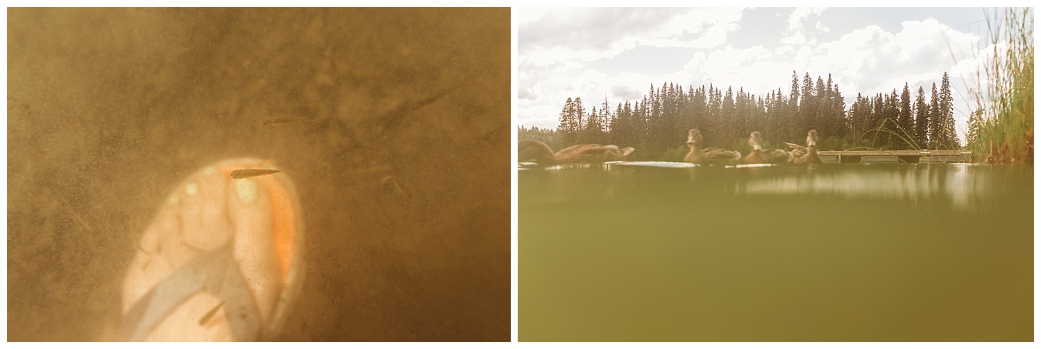 Fawn Lake_24.jpg