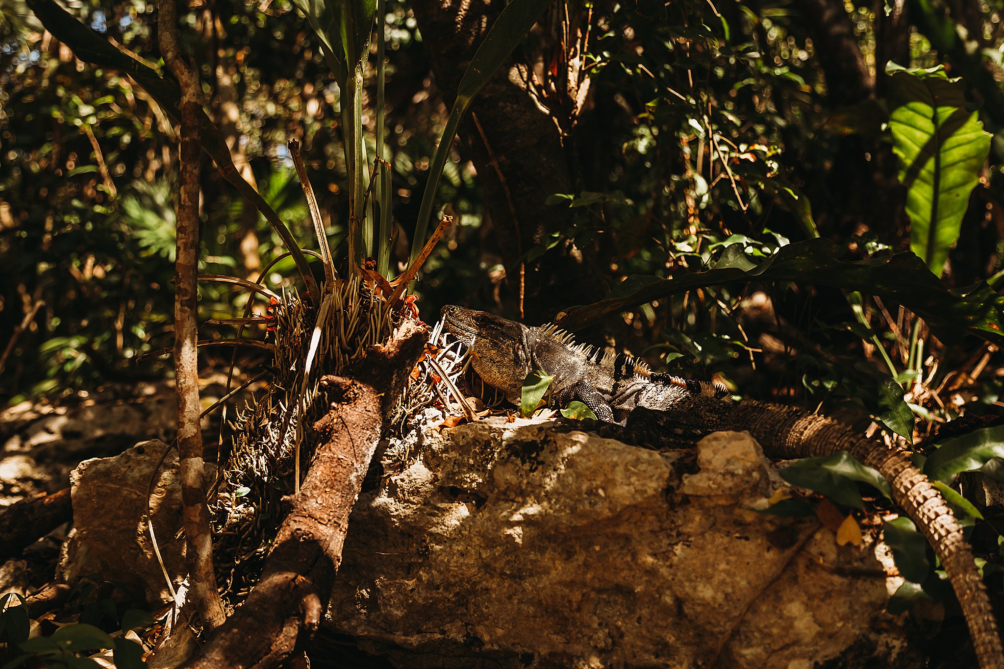 Mexico Vacation 2019 Anna Hurley Photography 80.jpg