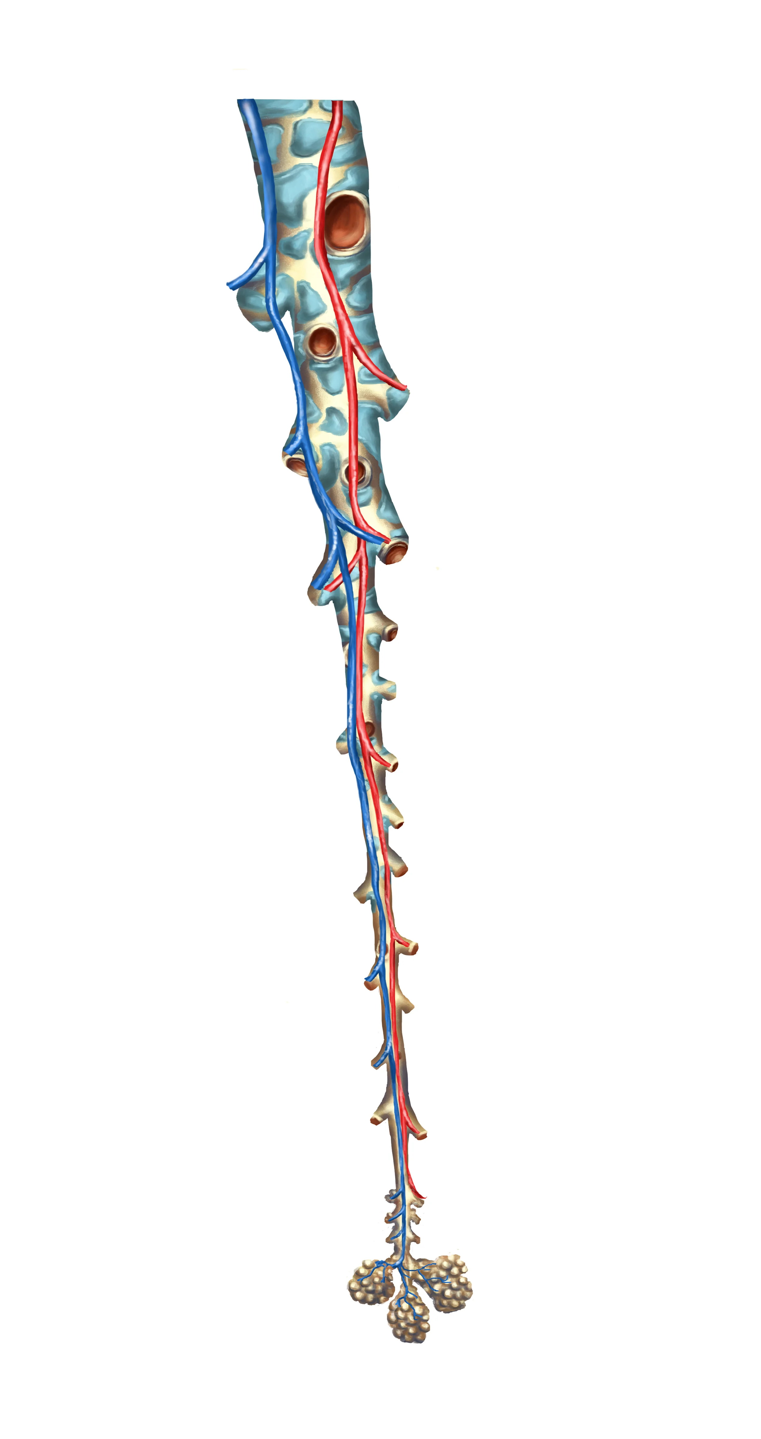 Bronchi.jpg