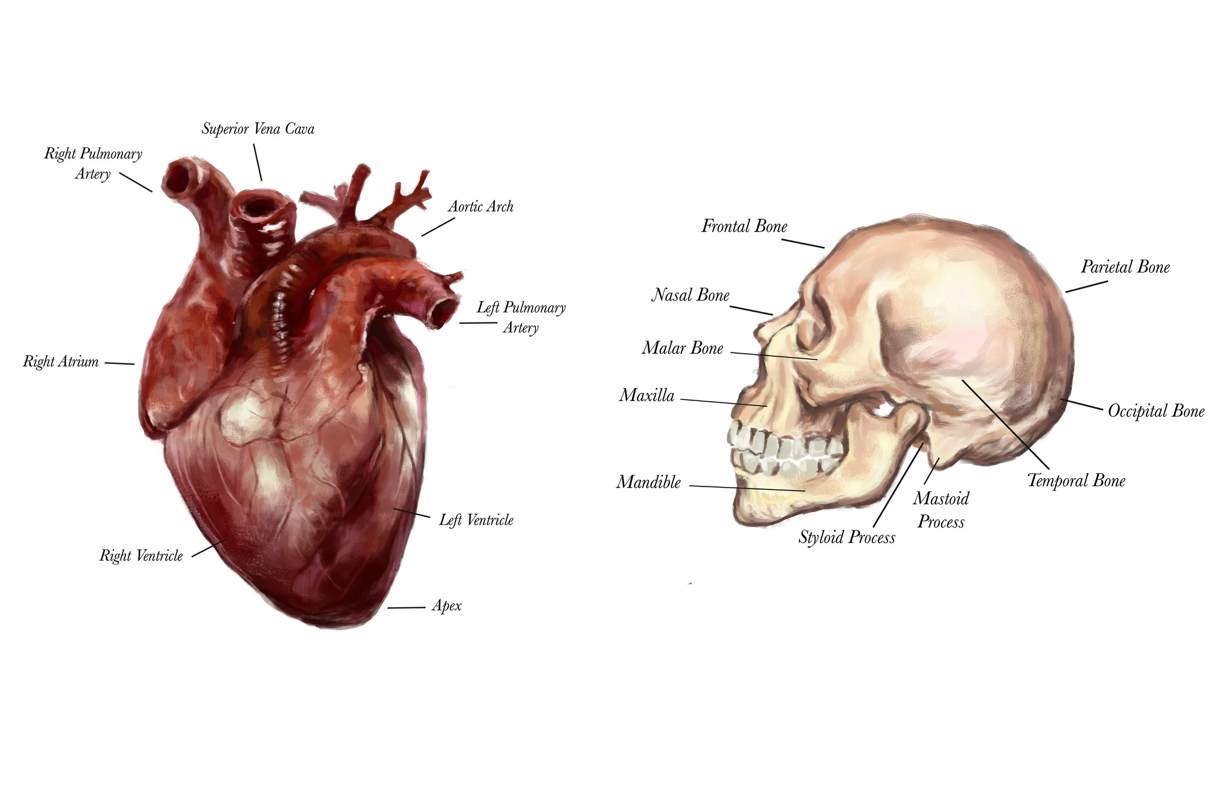 MedicalIllustration.jpg