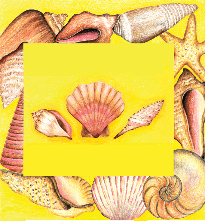 Pelican-shells.png