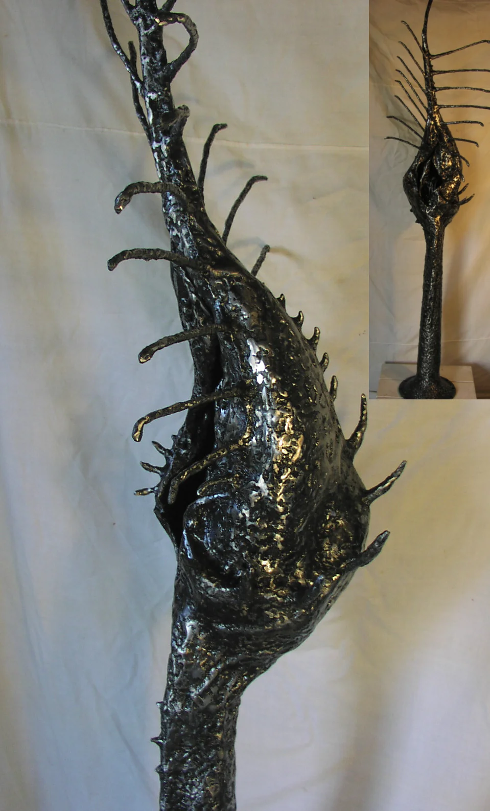 Mollusc