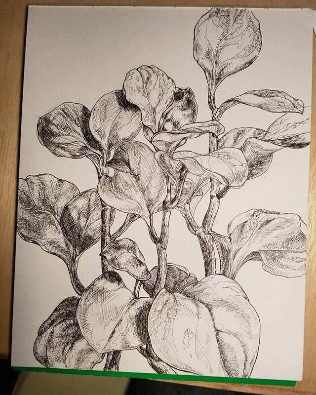 Peperomia in pen and ink, 11x 17 #micron #inkdrawing #issaquahart #seattleart #naturedrawing #penandink