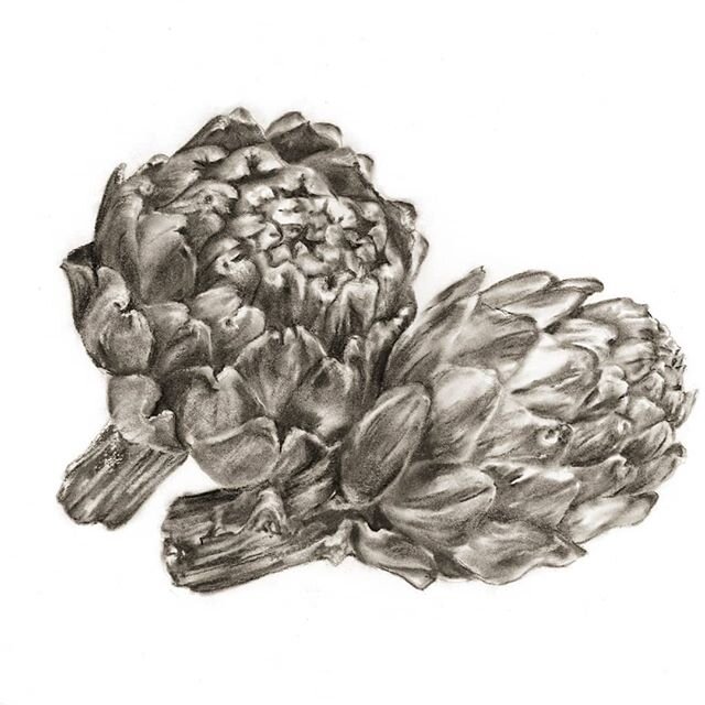 Artichokes in charcoal. #botanicalillustration #drawing #charcoaldrawing #charcoal #issaquahart #botanicalart