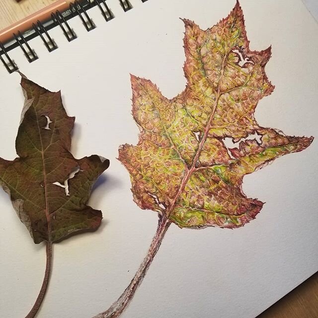 So many colors! I needed an autumn leaf to draw (?!) and this one last oakleaf hydrangea was hanging on in the front yard. It did not hold up well once it was picked, though, and I had to rush. #botanicalillustration #drawing #prismacolor #coloredpen