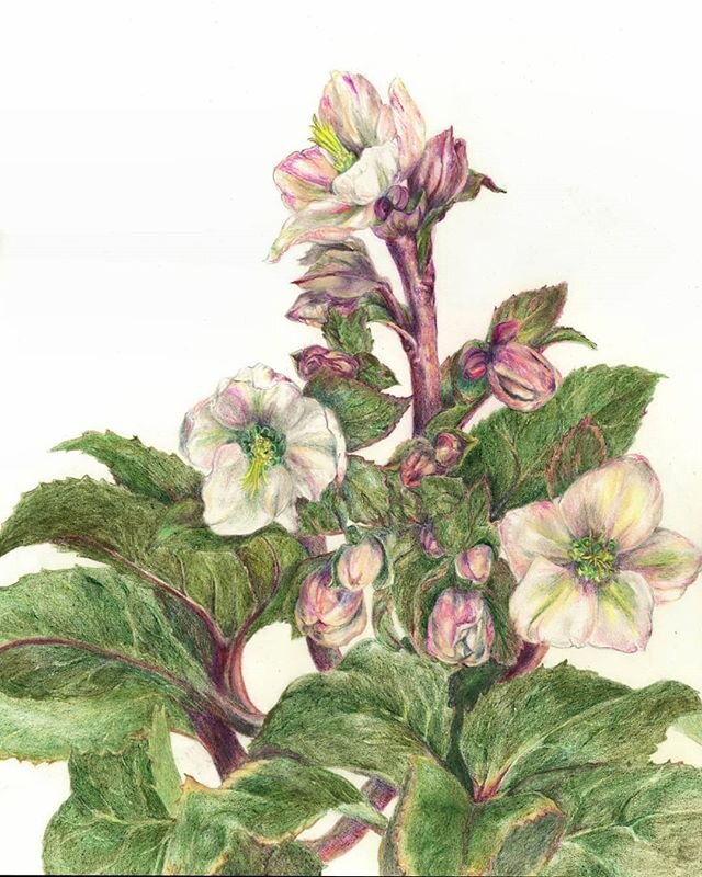 And done! Helleborus x ballardiae 'Pink Frost' 11x17, colored pencil #issaquahart #seattleart #naturedrawing #botanicalillustration #botanicalart #hellebore #coloredpencil #prismacolor