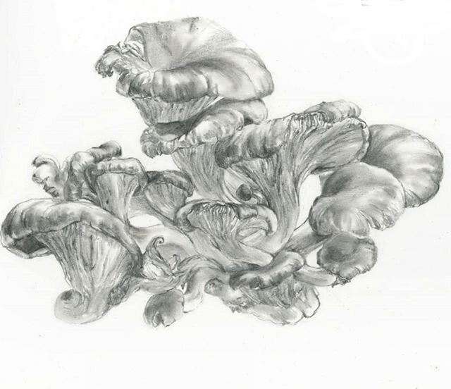 Oyster mushrooms in graphite. (IG isn't friendly to tall-format work, is it?) #graphite #drawing #naturedrawing #issaquahart #seattleart #fungi #fungilove