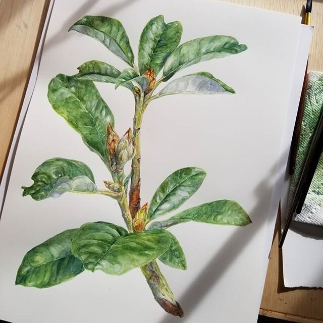 Almost finished! This is a final-project piece for my Cornell class; it's a rhododendron (var. 'Neon') in full bud. I'm pretty happy with how this one's coming out, though I still have a bit more final shading to do. #botanicalillustration #botanical