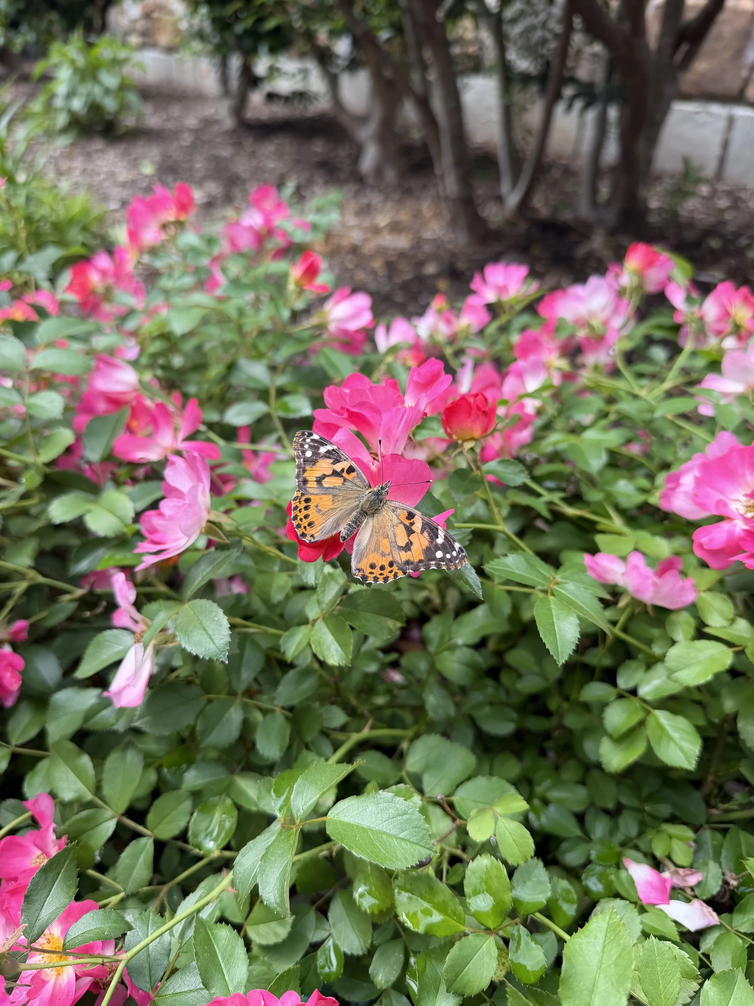 IMG_7299.jpeg
