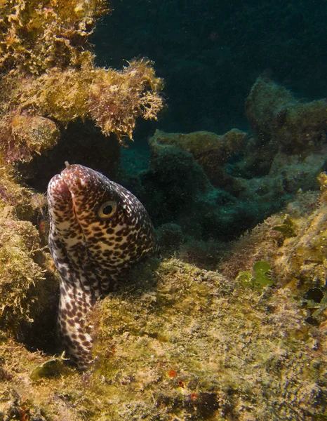 fbspottedmoray.jpg