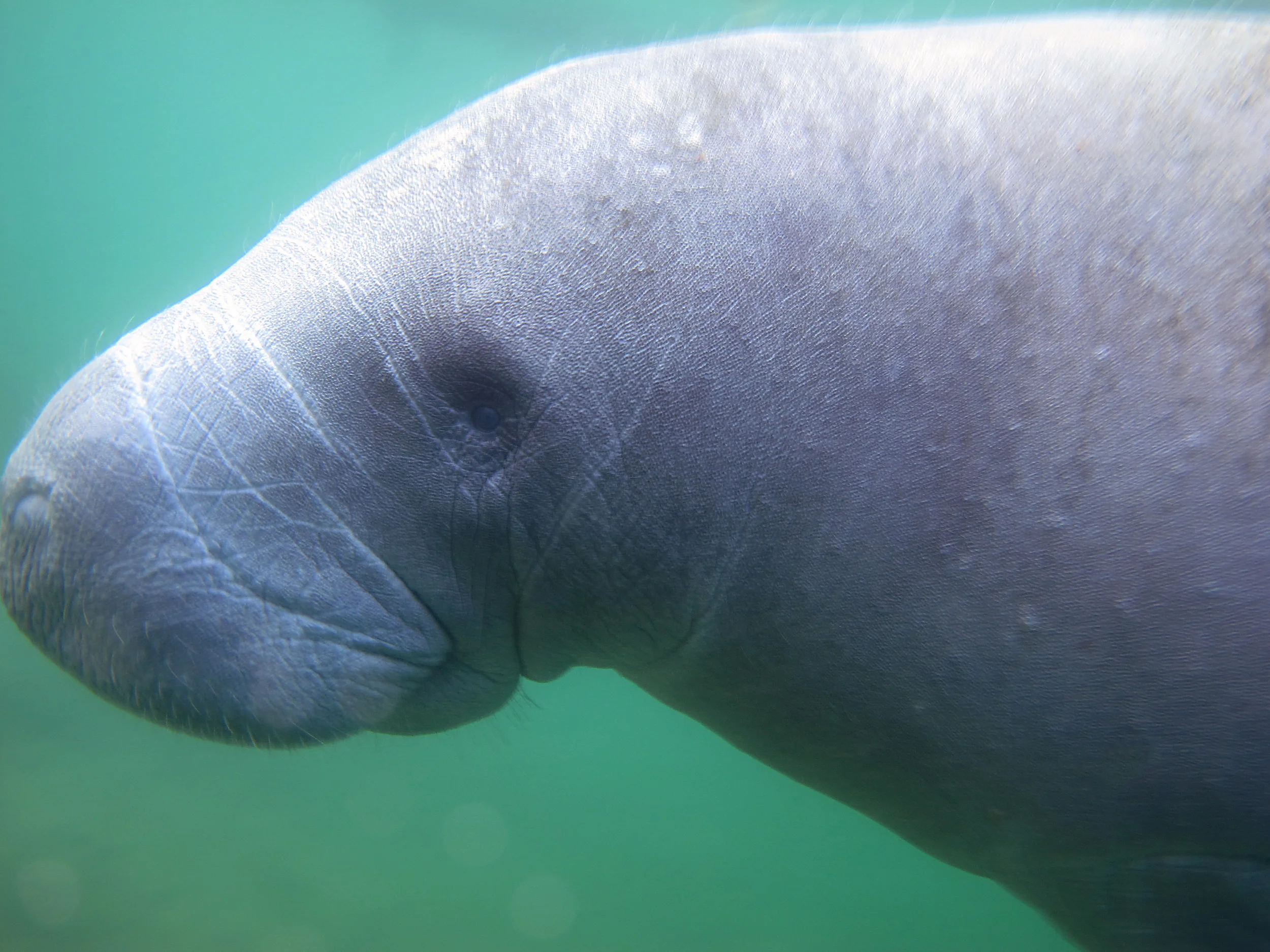 manatee7.jpg