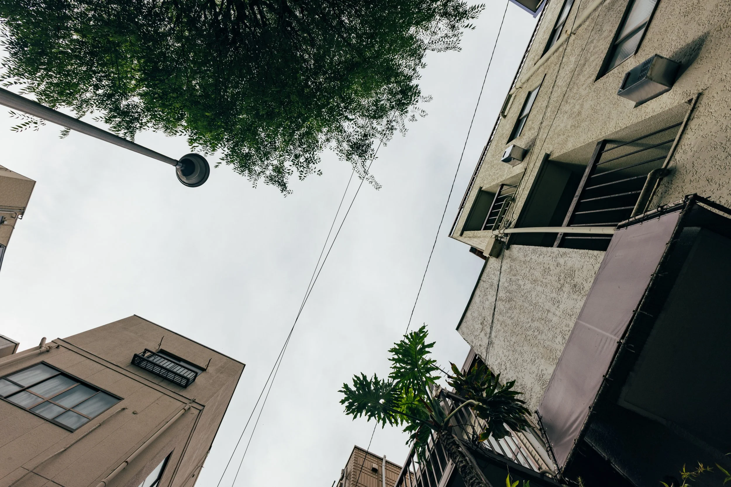 _C0A2631.jpg