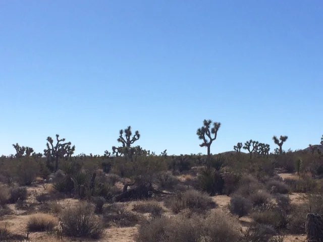 Joshua Tree: a yucca that grows as a tree and has clusters of spiky leaves 