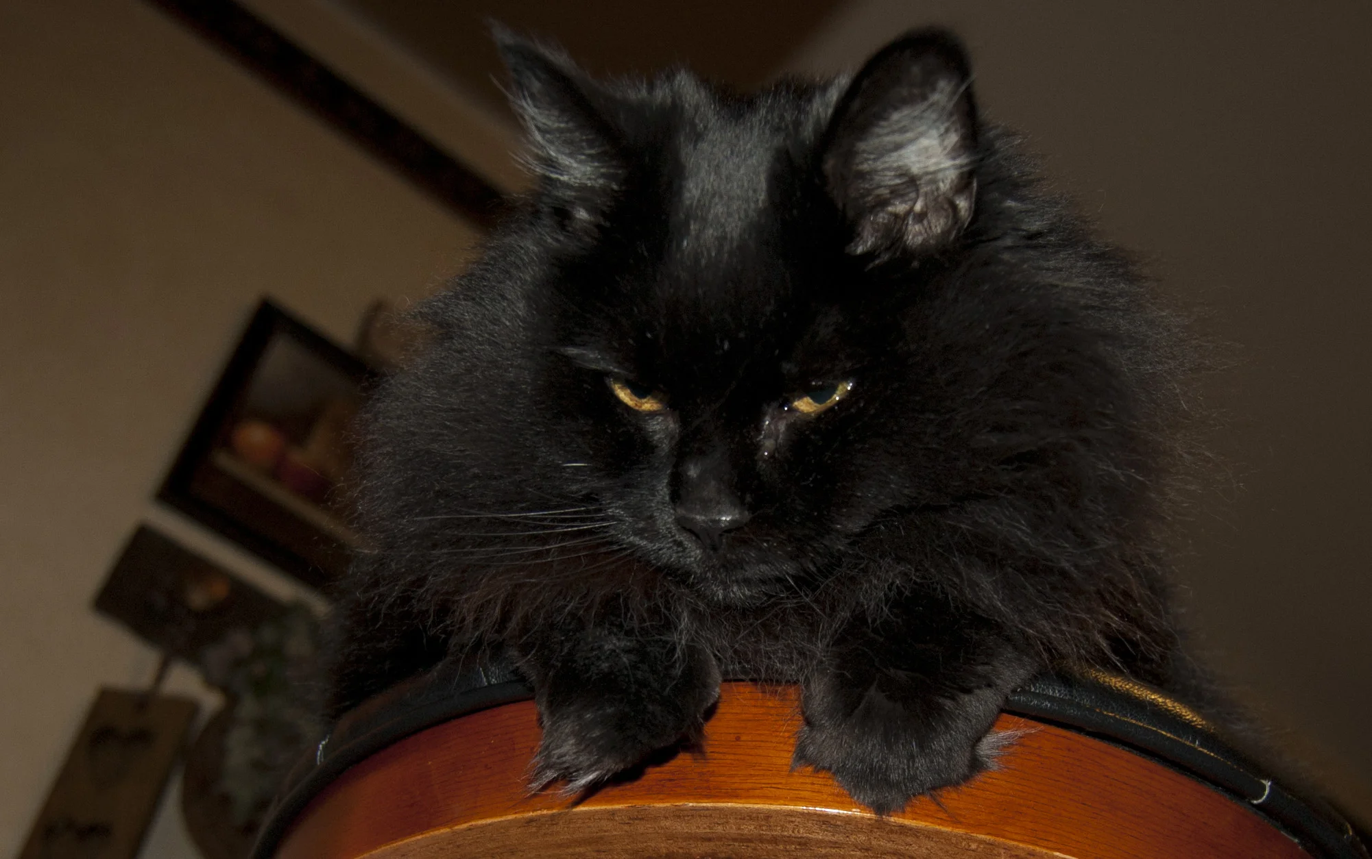 10 Reasons Cats are Awesome
