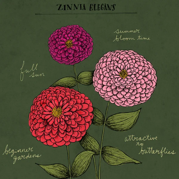 zinnias_thumbnail.jpg
