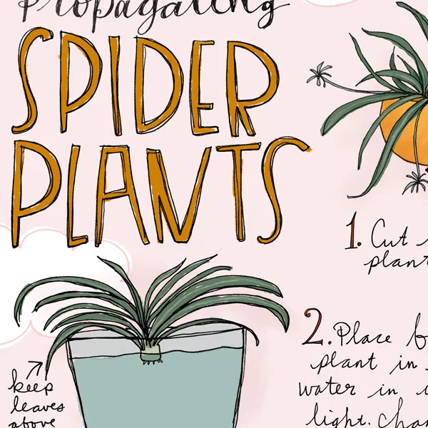 spiderplants_propgate_thumb.jpg
