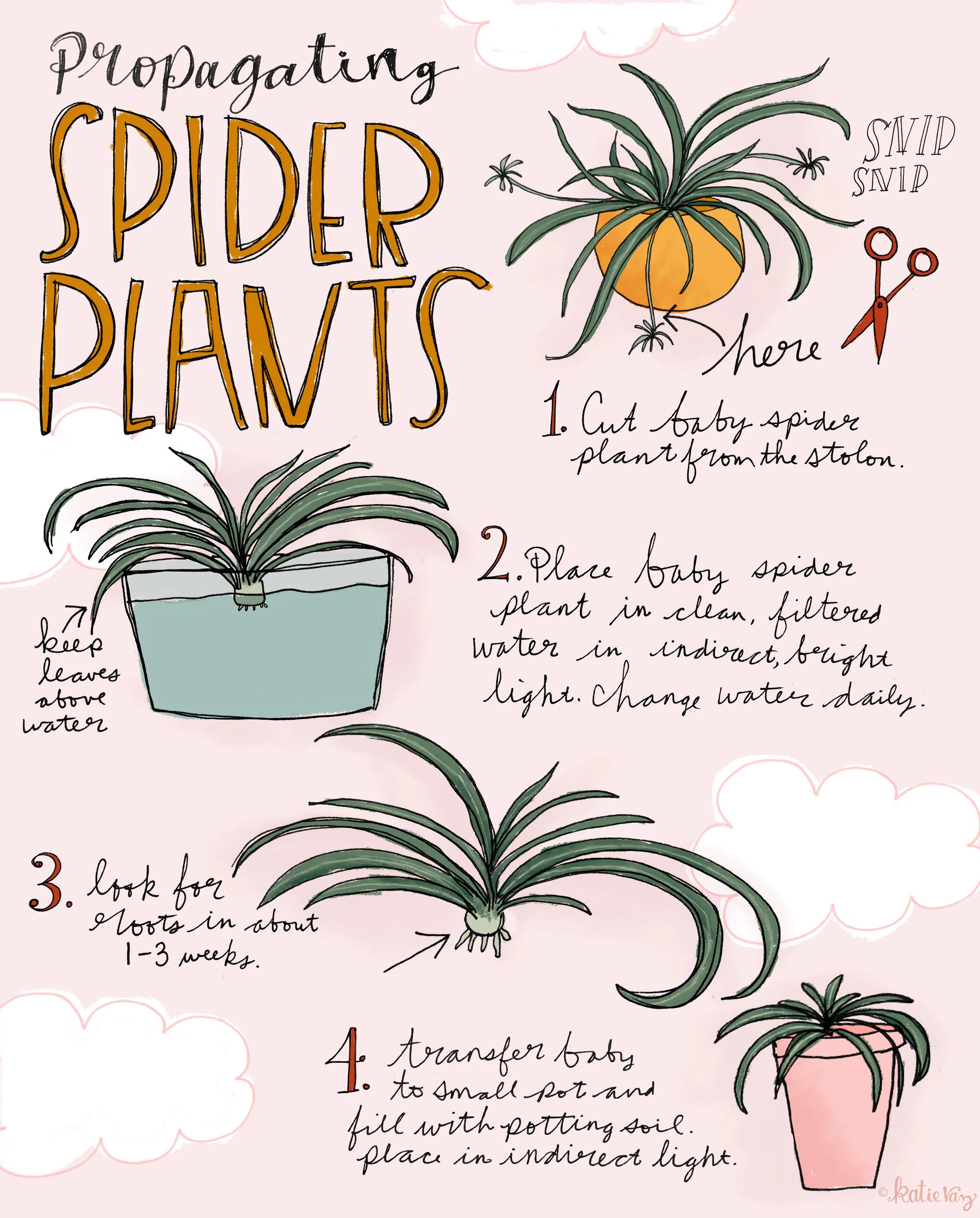 Propagating Spider Plants  Katie Vaz