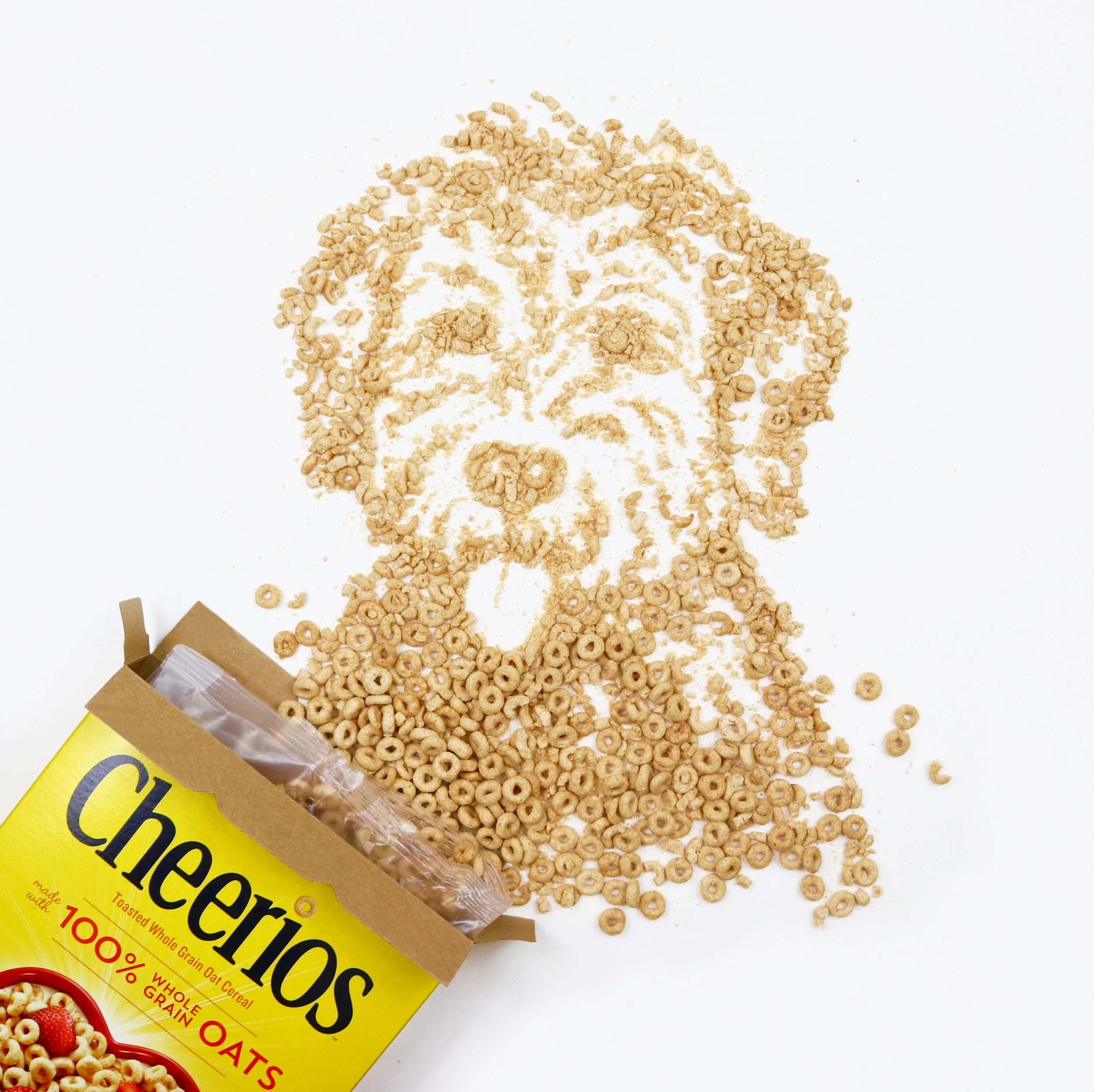 Ollie Labradoodle for Sarah square.JPG