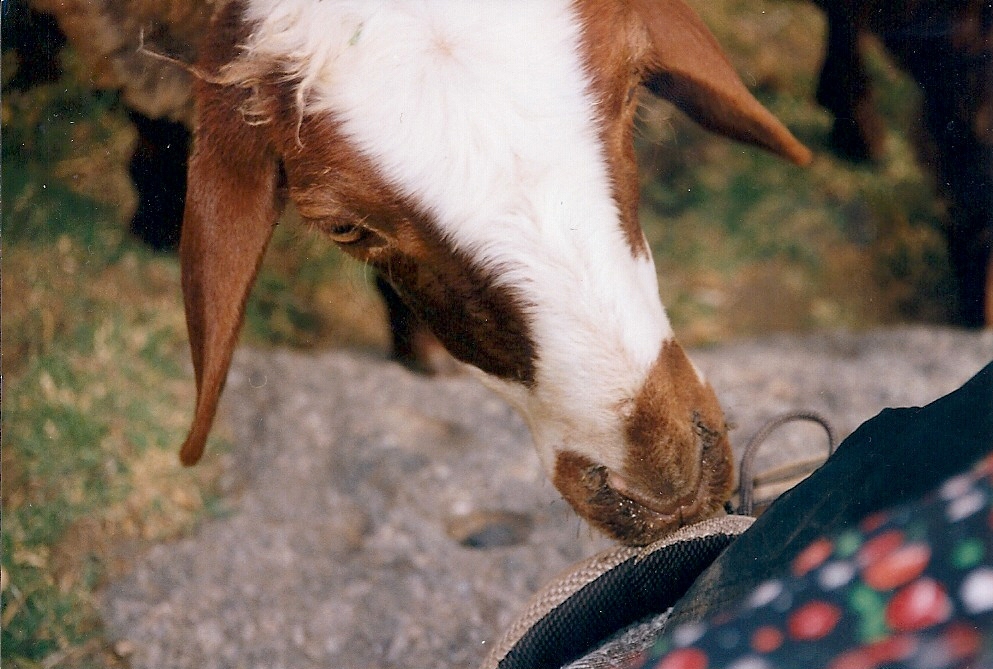 Goat affinity for my shoelaces.jpg