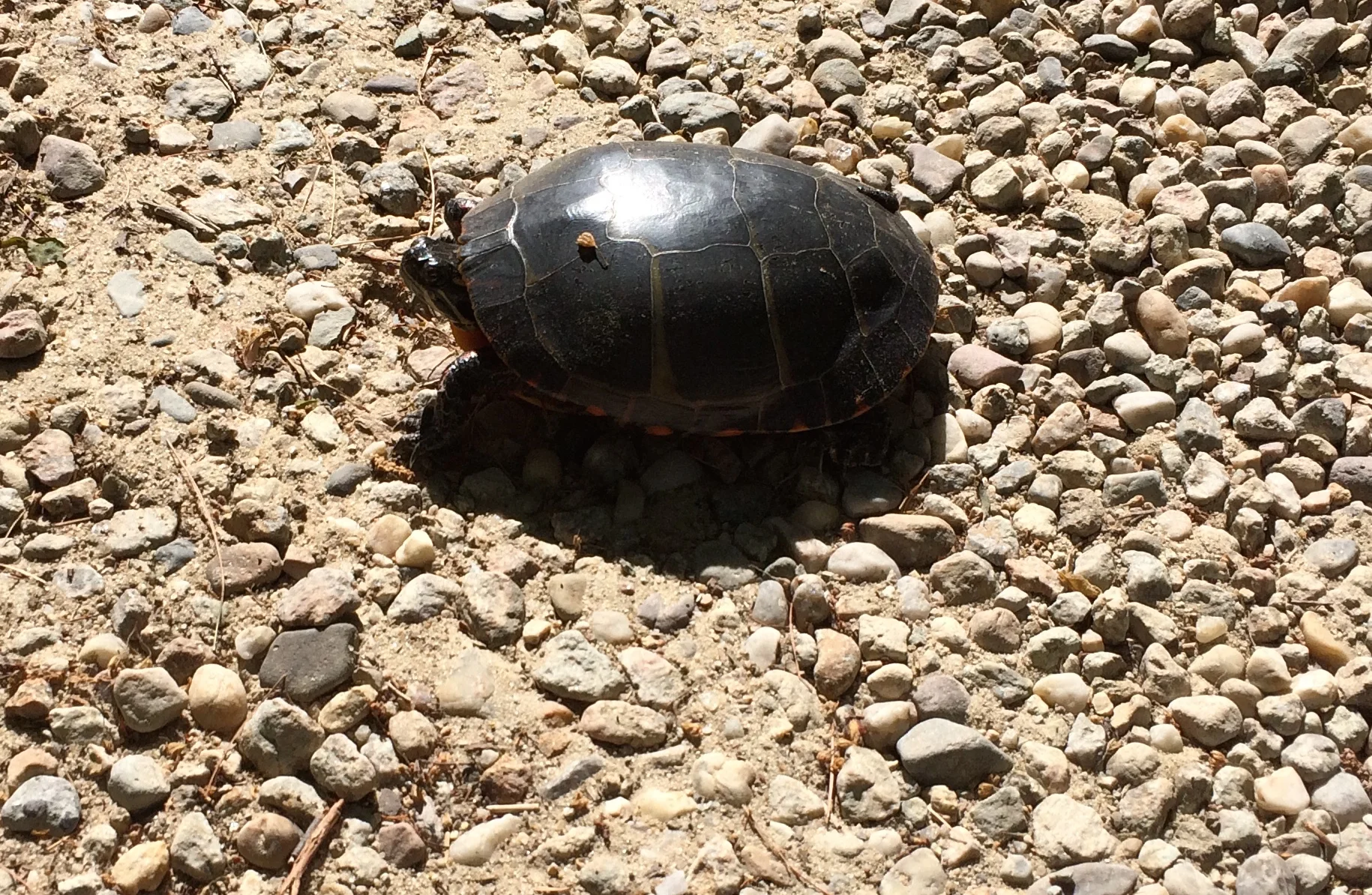 20150605_painted_turtle_crossing_the_road_IMG_6724.JPG