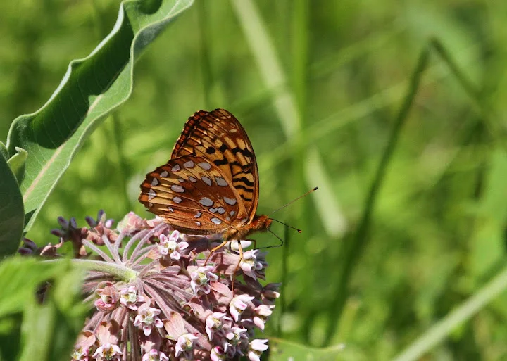 20120629_Silver-bordered Fritilary_credit_MFaherty.JPG