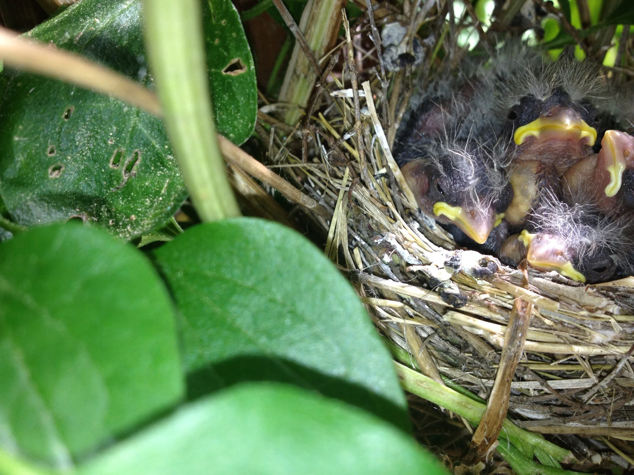 20130605_hatched_IMG_7598_cr_JoeMurphy.jpg