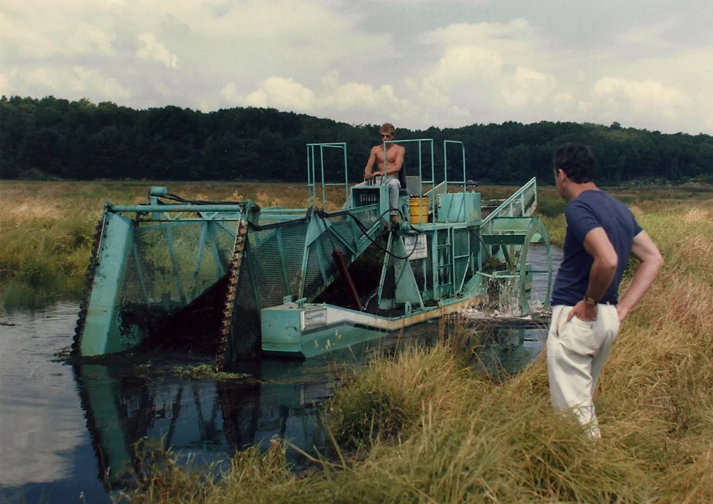 Harvesting Weeds in Beaver Dam Brook