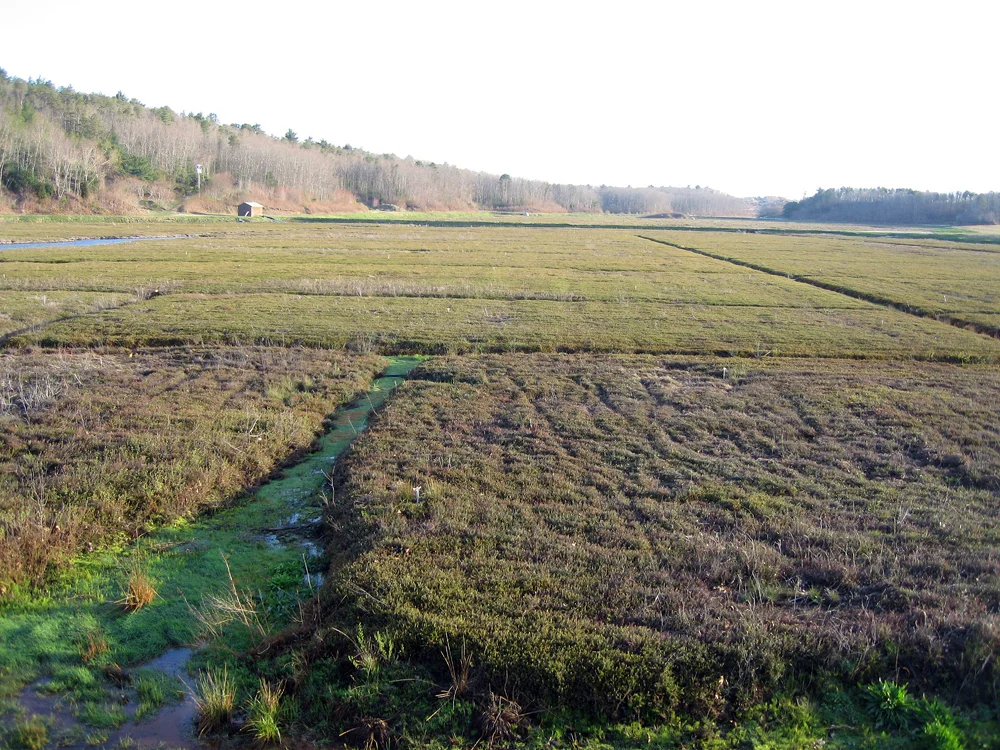 14 acre greening