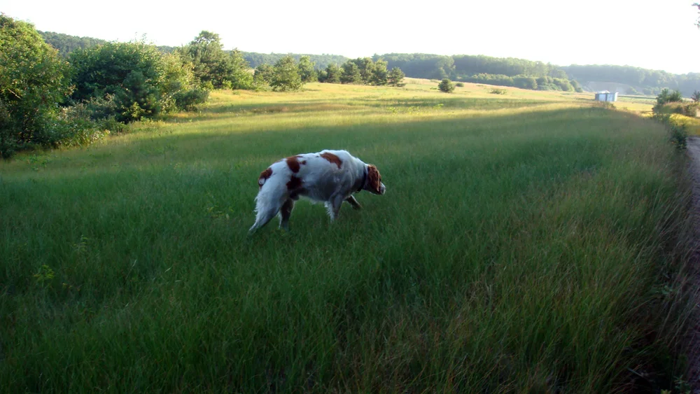 August Morning