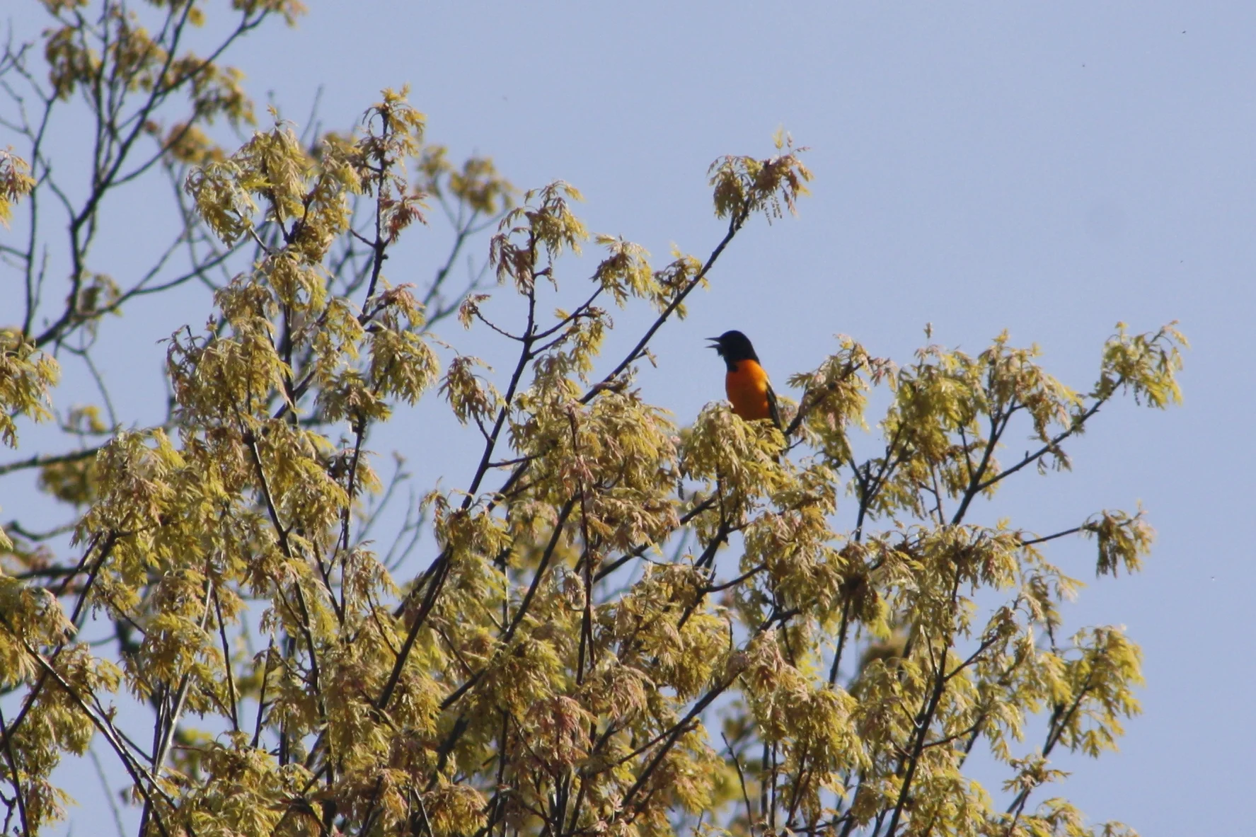 2017_05_16_baltimore oriole_img_5275_cr_cjackson.jpg