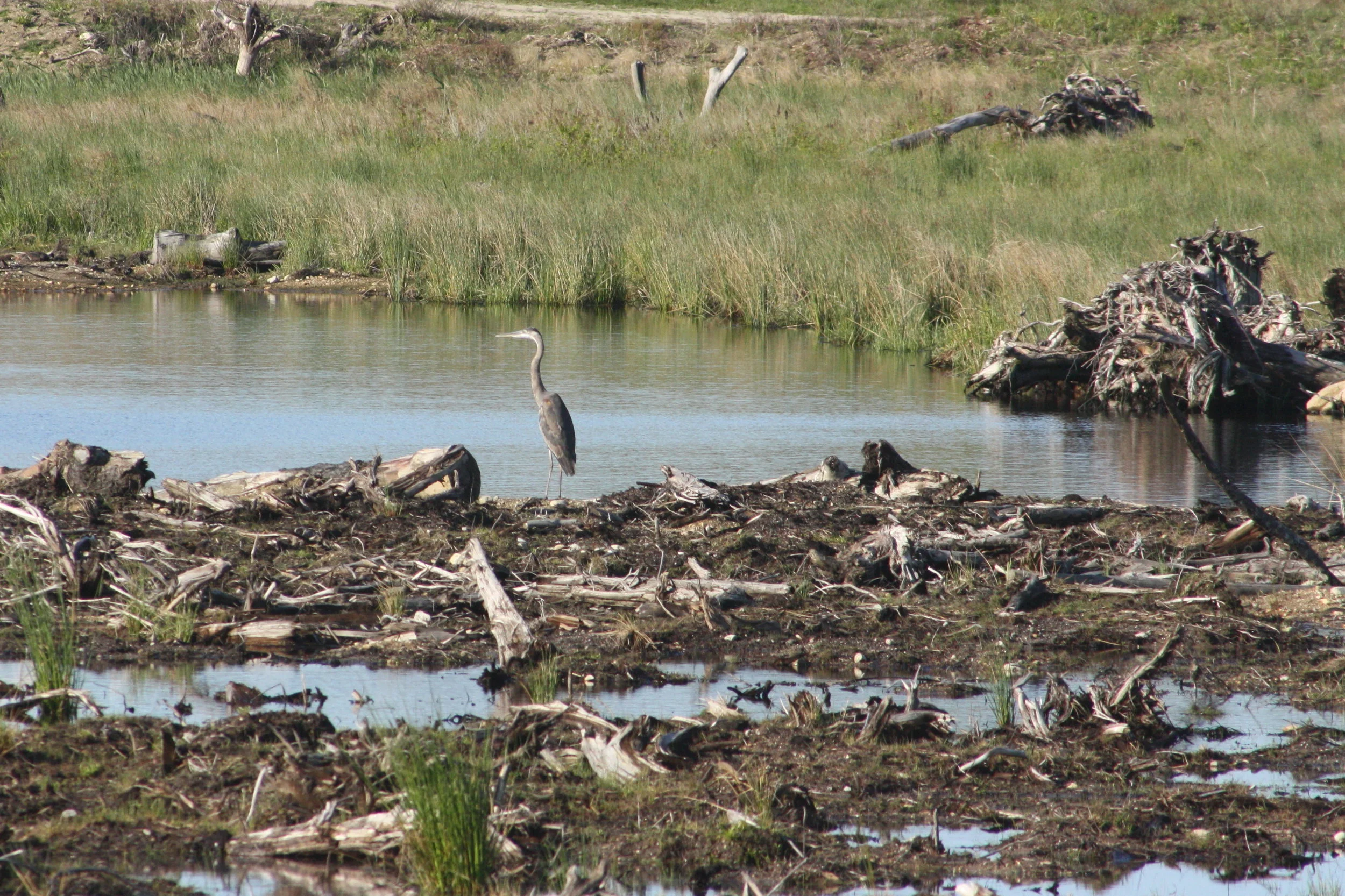 2017_05_16_great blue heron_img_5265_cr_cjackson.jpg
