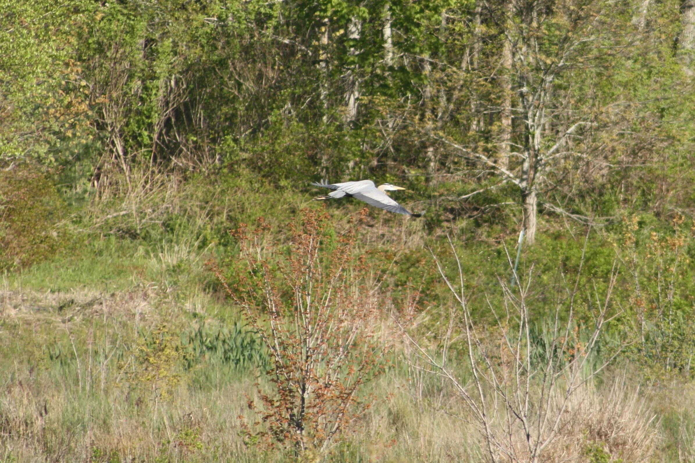 2017_05_16_great blue heron_img_5268_cr_cjackson.jpg