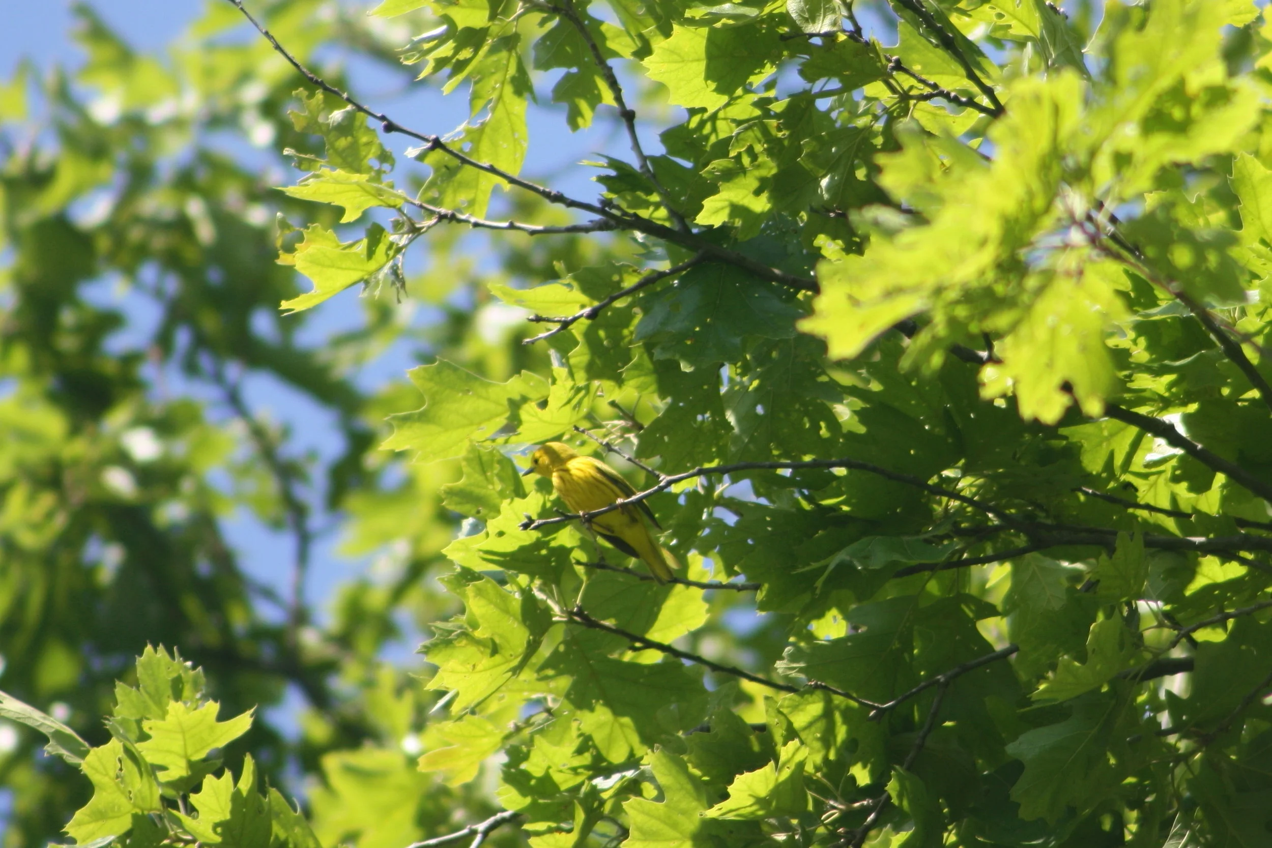 2017_06_10_yellow warbler_img_5891_cr_cjackson.jpg