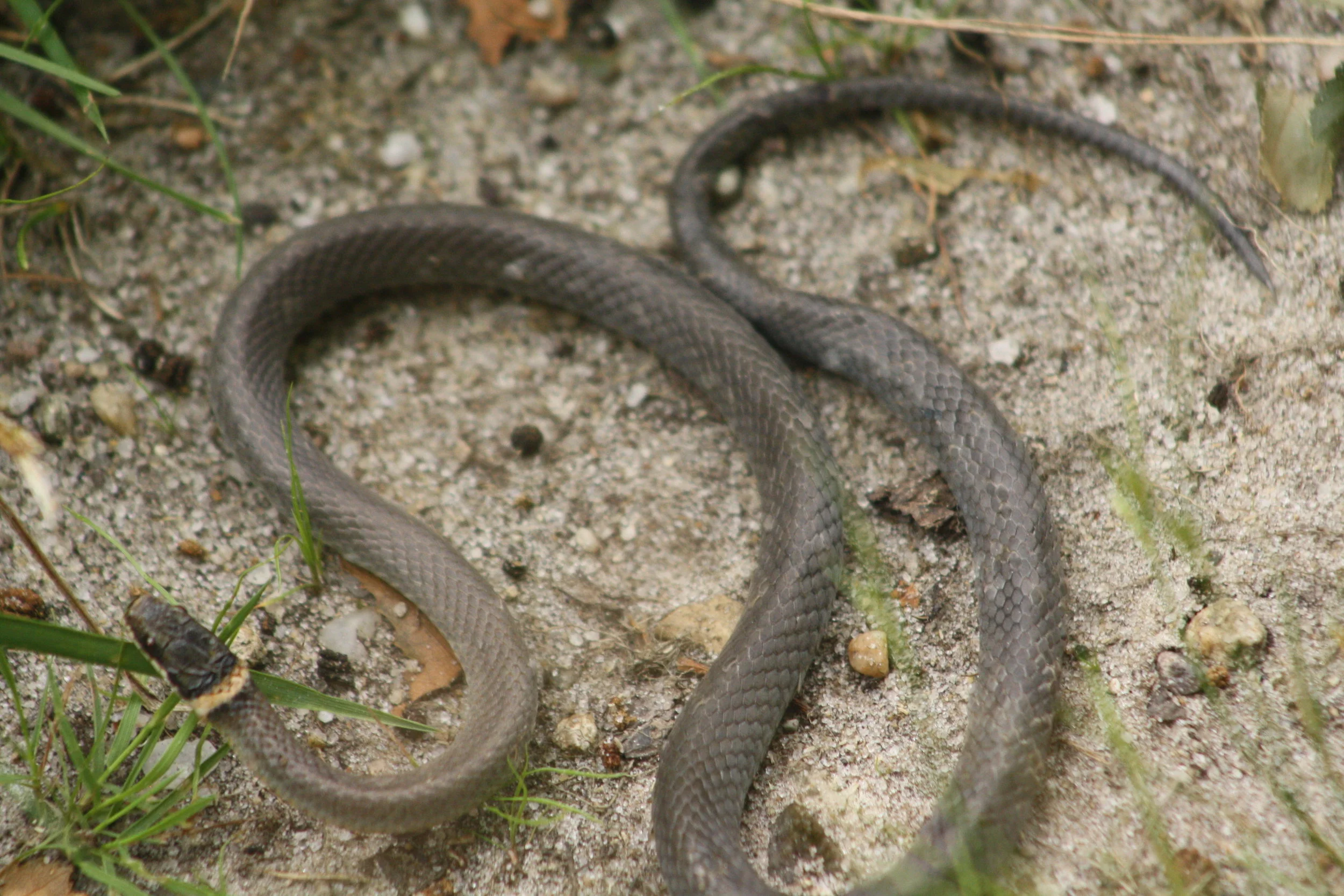 2017_06_29_ringneck snake_img_6778_cr_cjackson.jpg