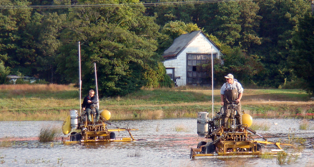 Ralph and Rooster on Pickers | The picking machines gently shake the berries from the vine