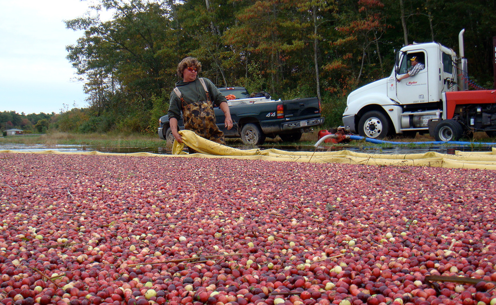 Keith Pulls Boom | During water harvest, cranberries are contained by a floating boom; the tightness of the boom controls the density of the berries as they are pushed to the pump.