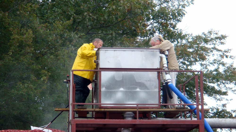 Ralph and Evan on the detrasher | As the berries come up to the detrasher, they encounter a fine high-presssure spray which separates the berries from the trash.