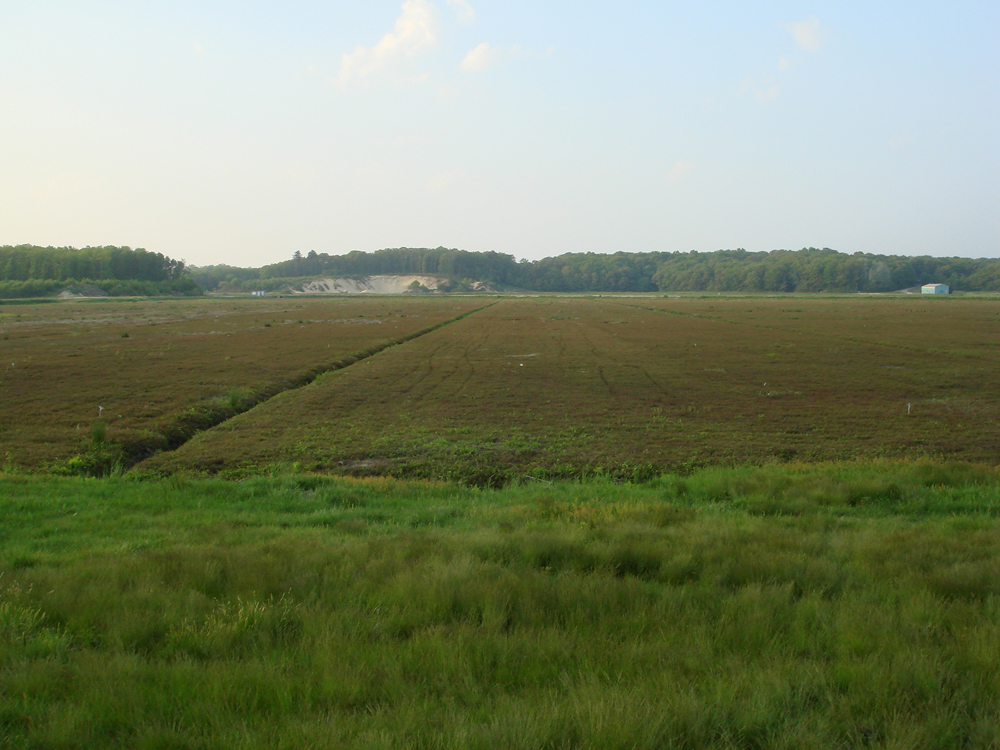 May, 2008 | 32 acre Greening | In later May the vine has begun to green.