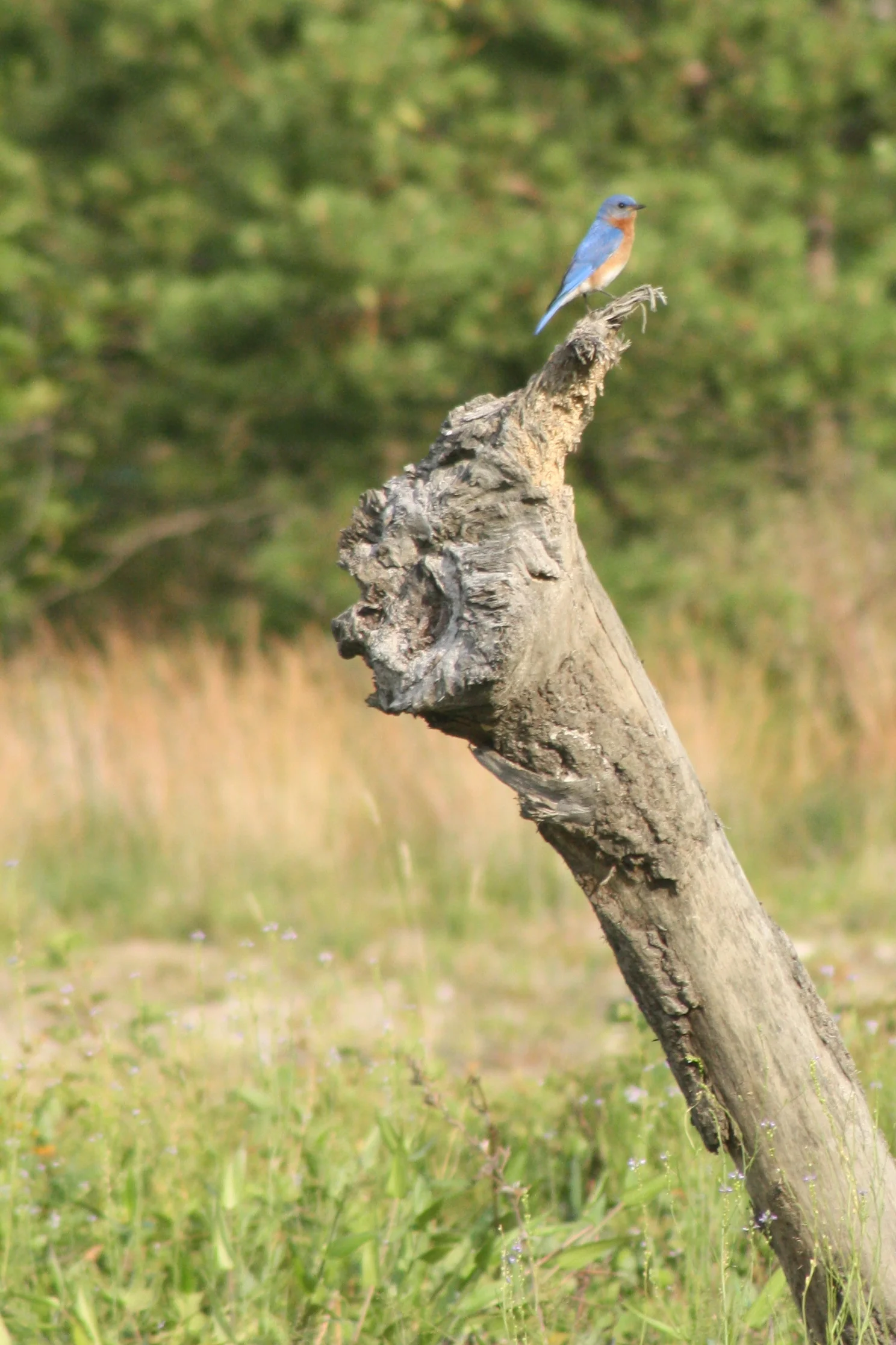 June 29, 2017 | Bluebird | Photo By: Cyndi Jackson 
