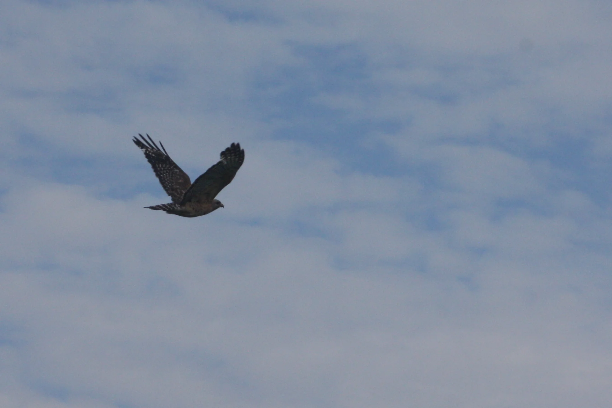 June 29, 2017 | Hawk | Photo By: Cyndi Jackson on 