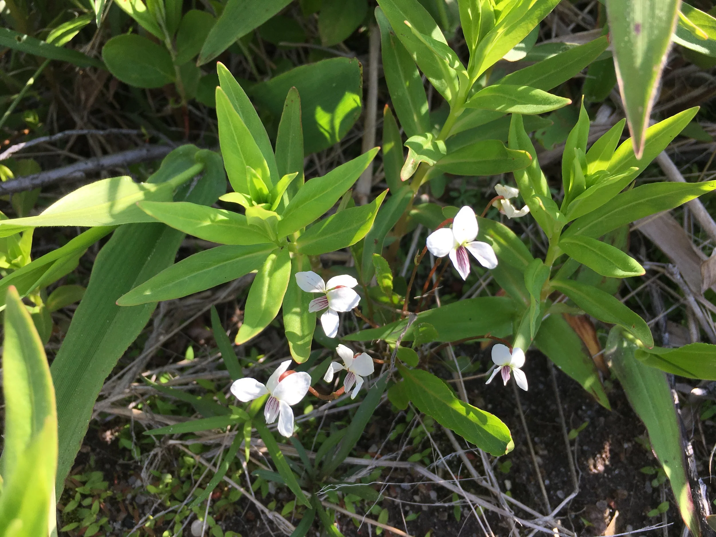 May 18, 2017 | Bog Violet