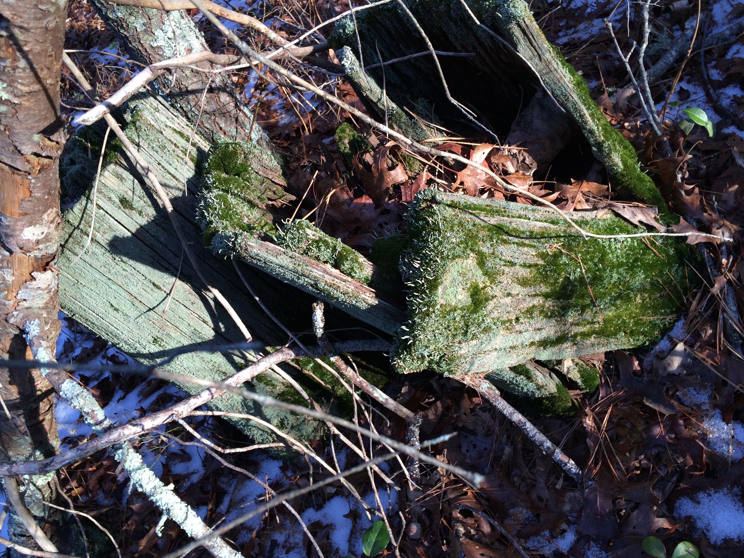 January 7, 2016 | Natural Textures and Light