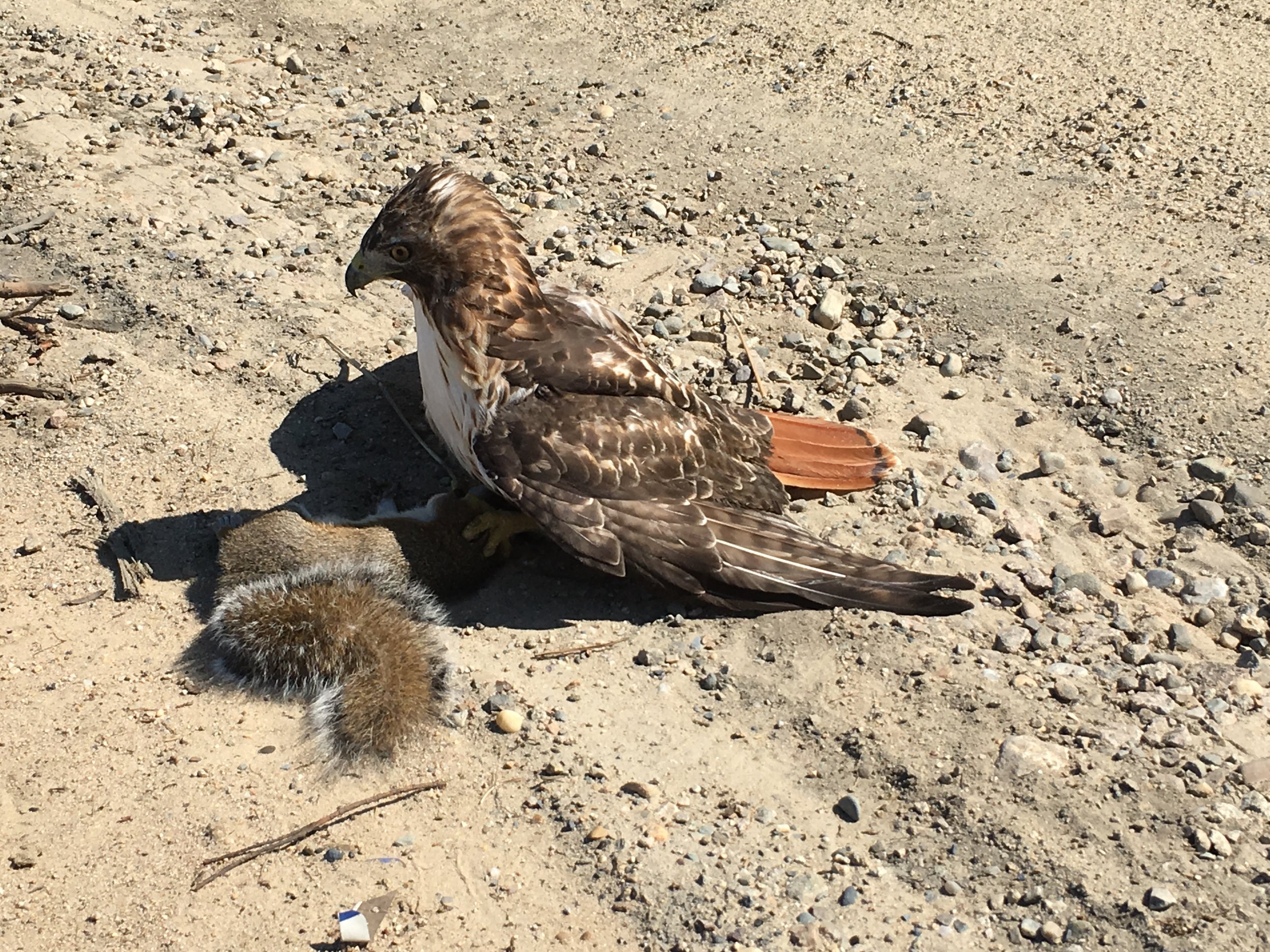 August 28, 2016 | Red Tail Hawk with Prey