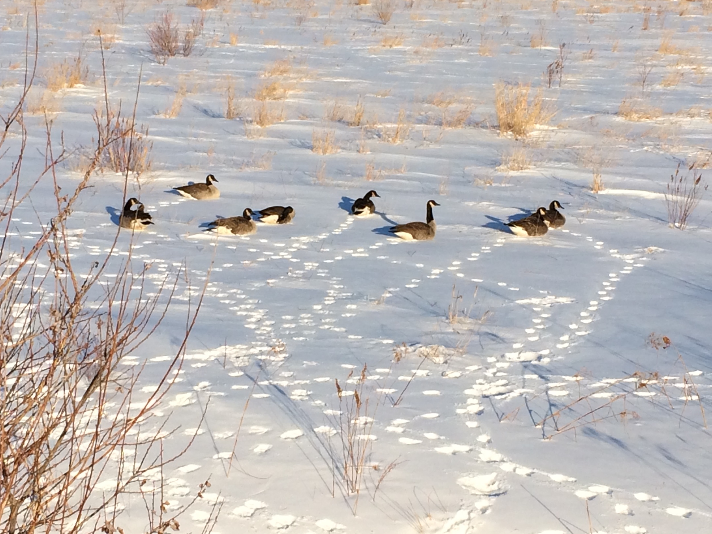February 28, 2015 | Geese on Bogs in the Snow